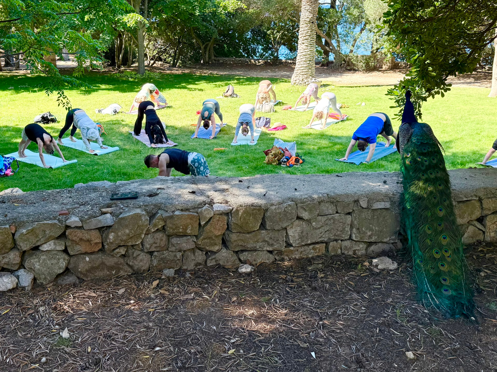A group yoga class on the lawn of Lokrum Island, with a peacock perched on the stone wall